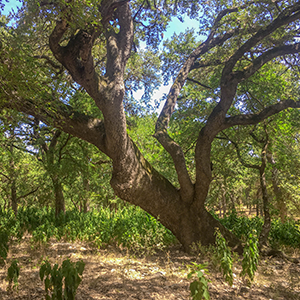 San Marcos Community Forest Project